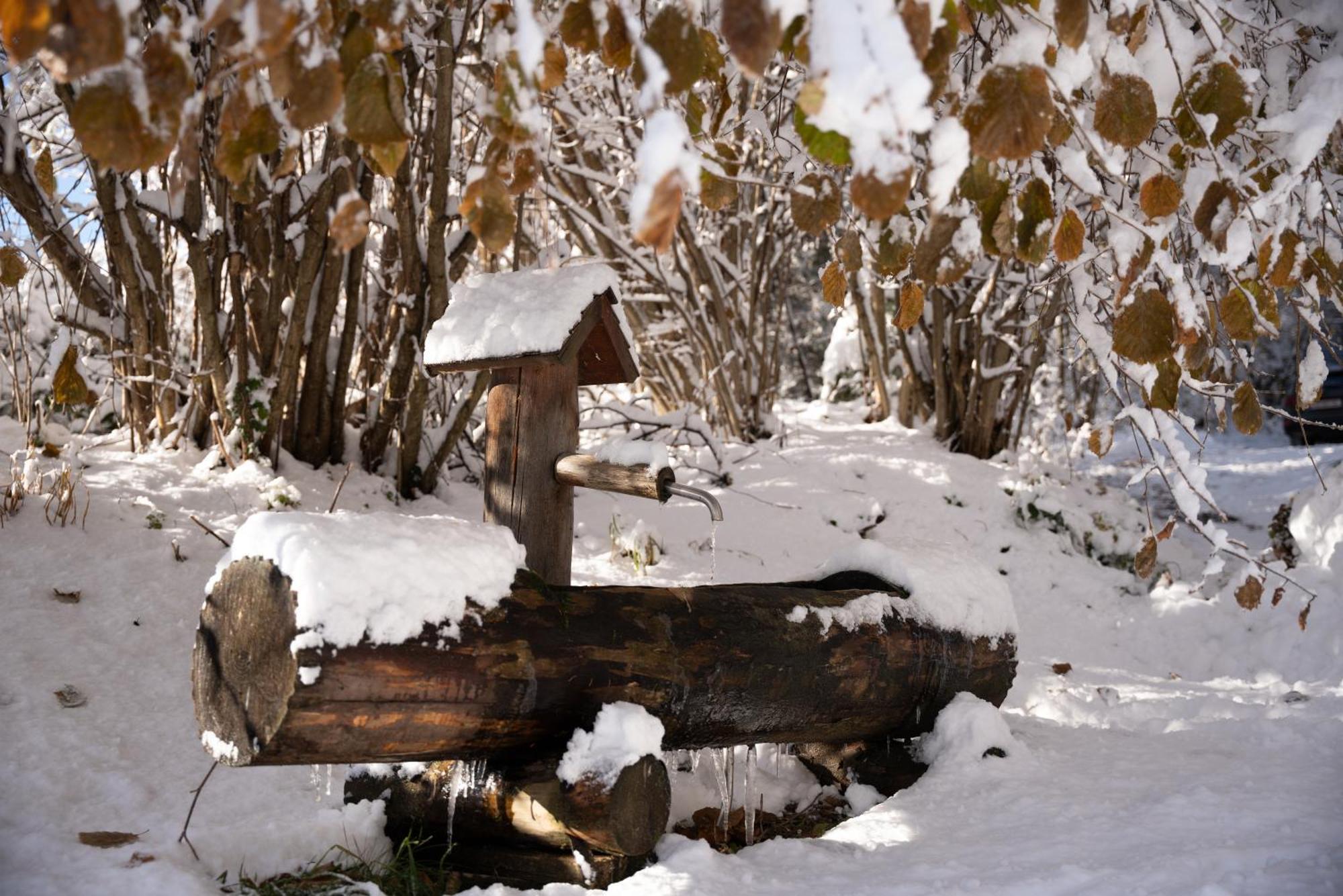 Gregor's Im Wald *